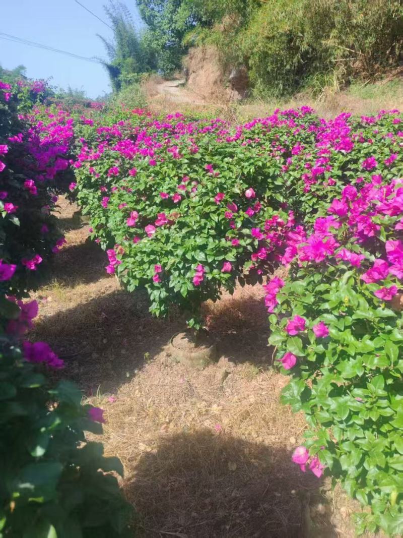 三角梅种植基地色泽均匀好养护大冠幅