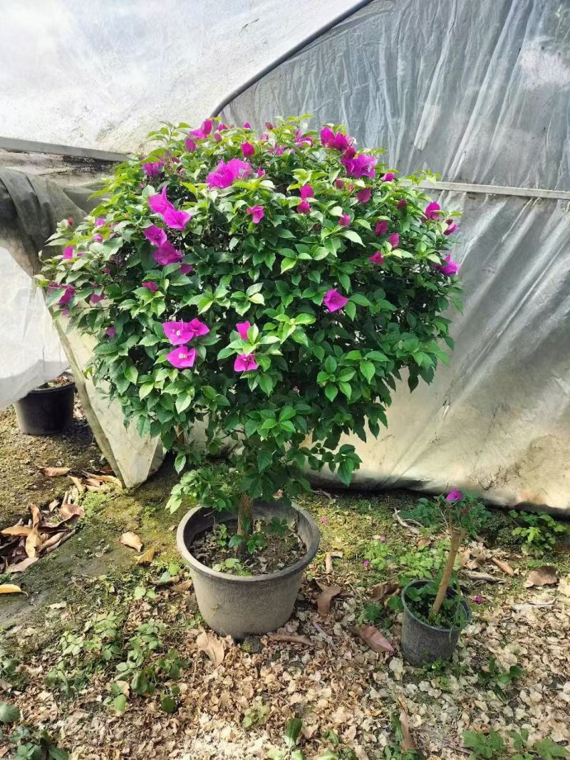 三角梅种植基地色泽均匀好养护大冠幅