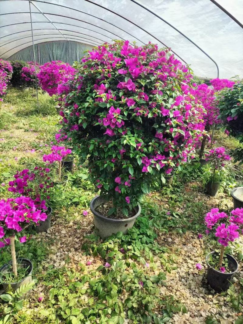 三角梅种植基地色泽均匀好养护大冠幅