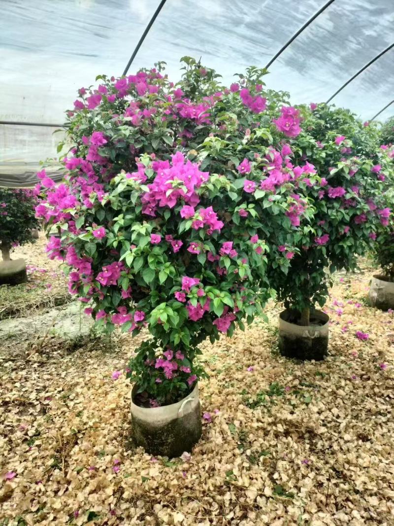 三角梅种植基地色泽均匀好养护大冠幅