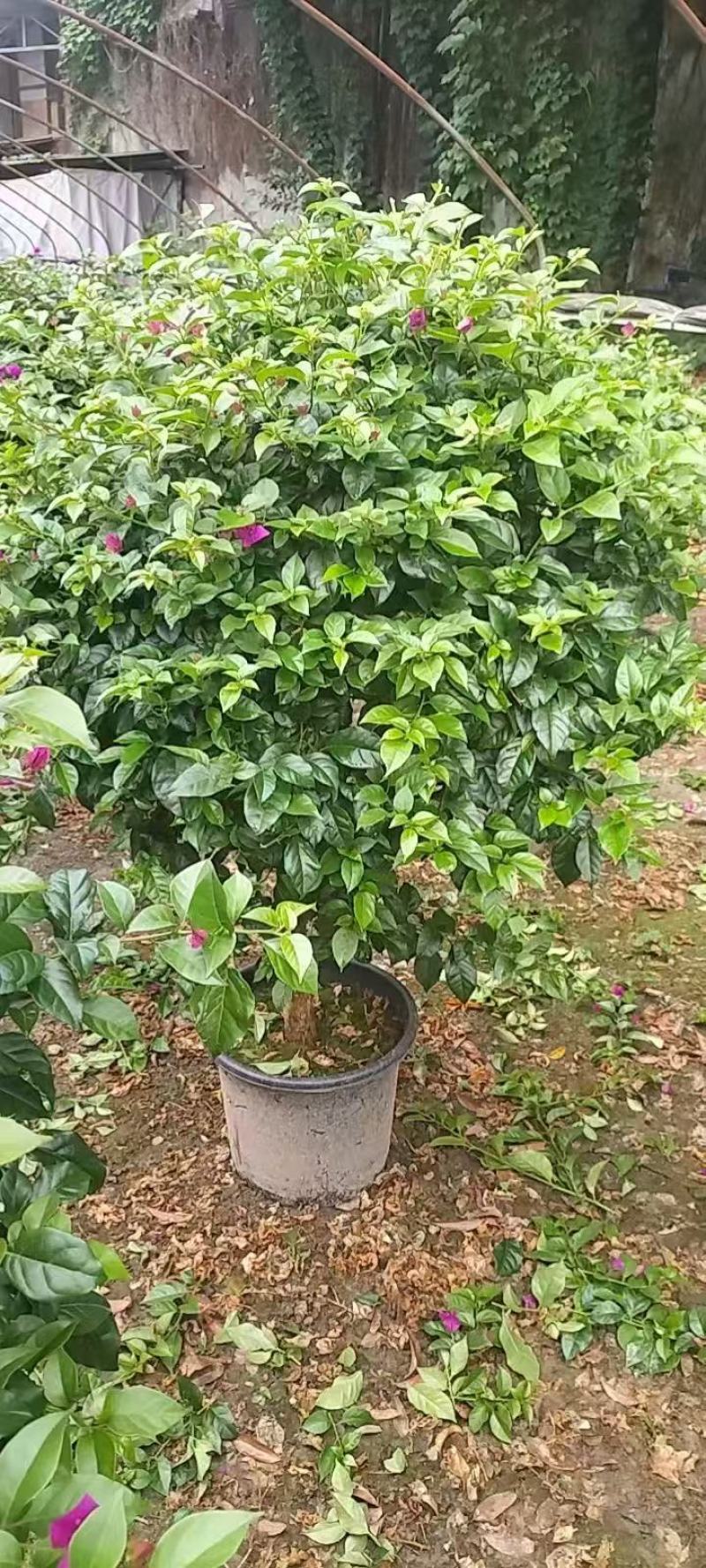 三角梅种植基地色泽均匀好养护大冠幅