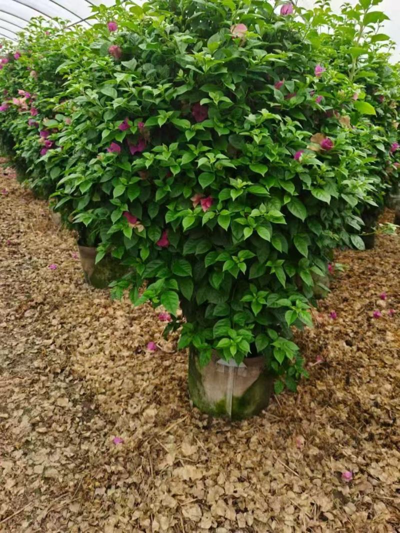 三角梅种植基地色泽均匀好养护大冠幅