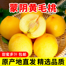 山东蒙阴黄金密毛桃黄毛桃当季新鲜水果一件代发