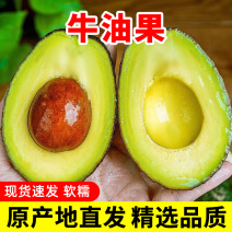 云南哈斯牛油果当季新鲜水果抖音团购批发一件代发