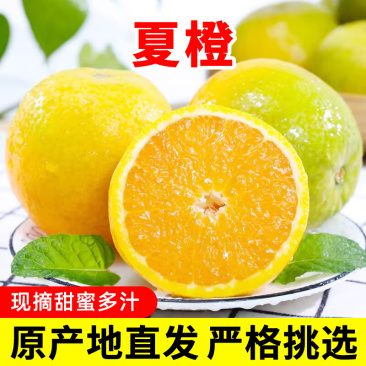湖北夏橙脐橙春现摘大果新鲜橙子手剥果冻甜橙