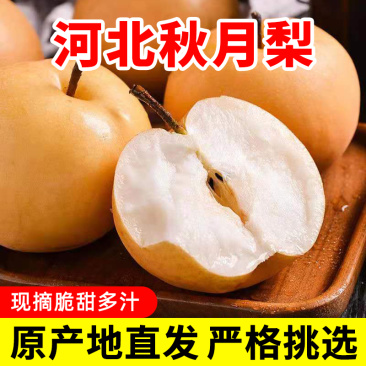河北秋月梨当季新鲜水果脆甜多汁一件代发