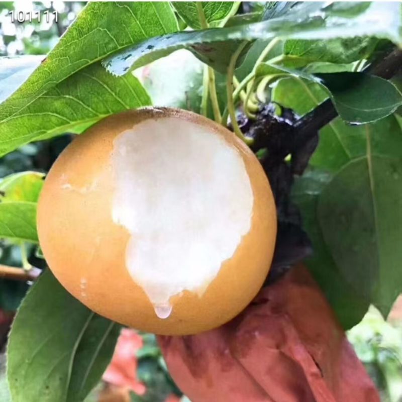 河北秋月梨当季新鲜水果脆甜多汁一件代发