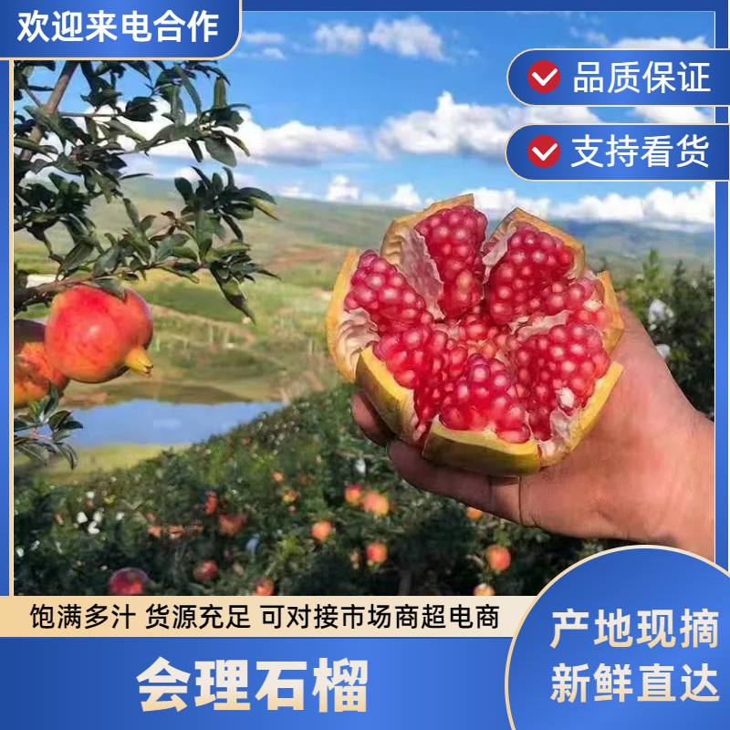 四川会理石榴软籽石榴产地直发对接电商市场商超