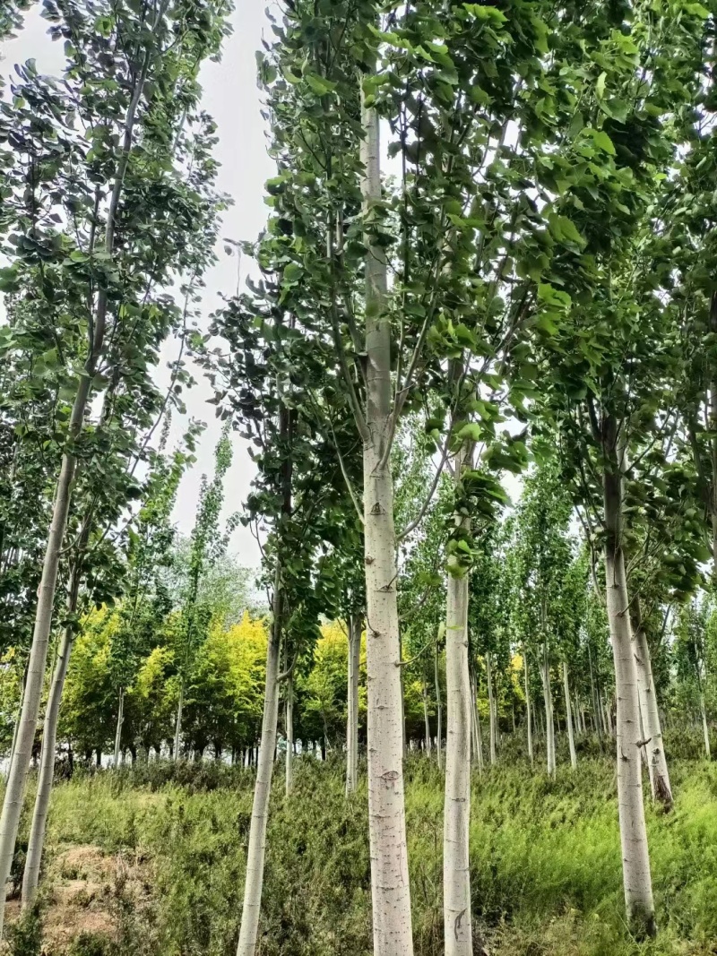 临沂毛白杨基地