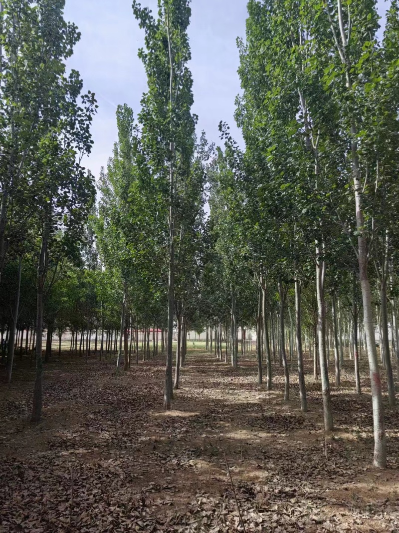 临沂毛白杨基地