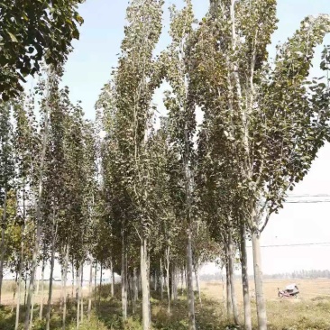 临沂沂南县毛白杨基地