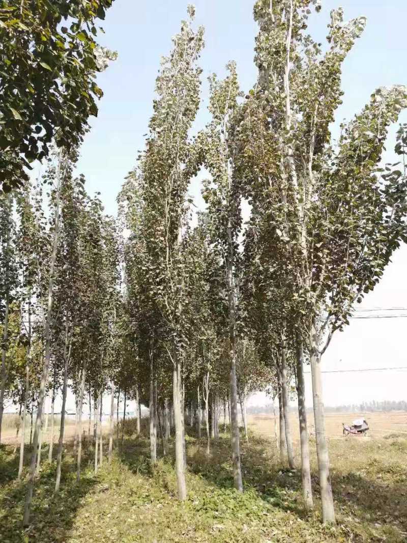 临沂‌沂南县毛白杨基地