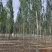 临沂沂南县毛白杨基地