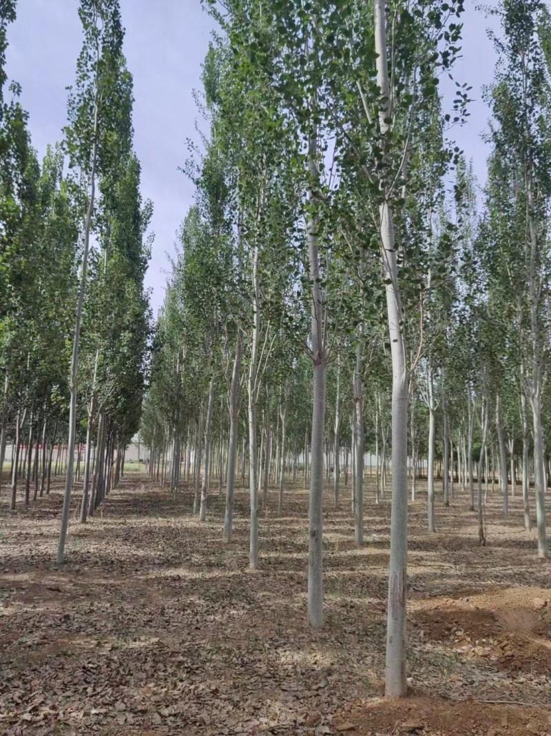 临沂‌沂南县毛白杨基地