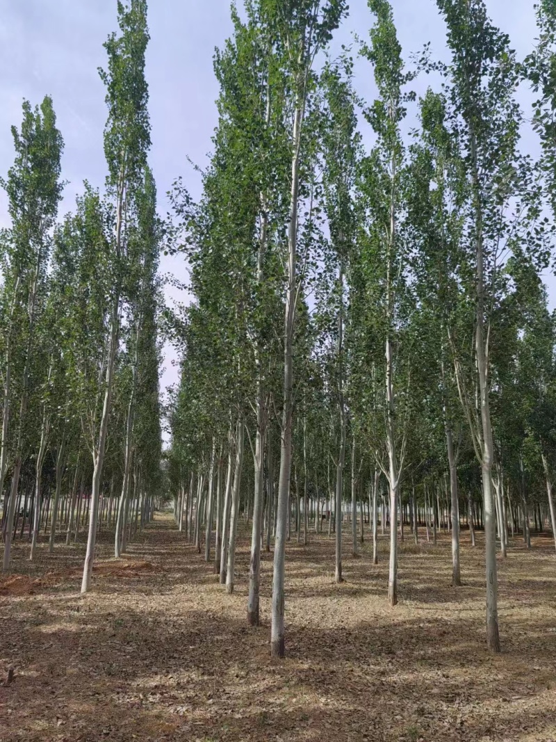 临沂‌沂南县毛白杨基地