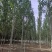 临沂沂南县毛白杨基地