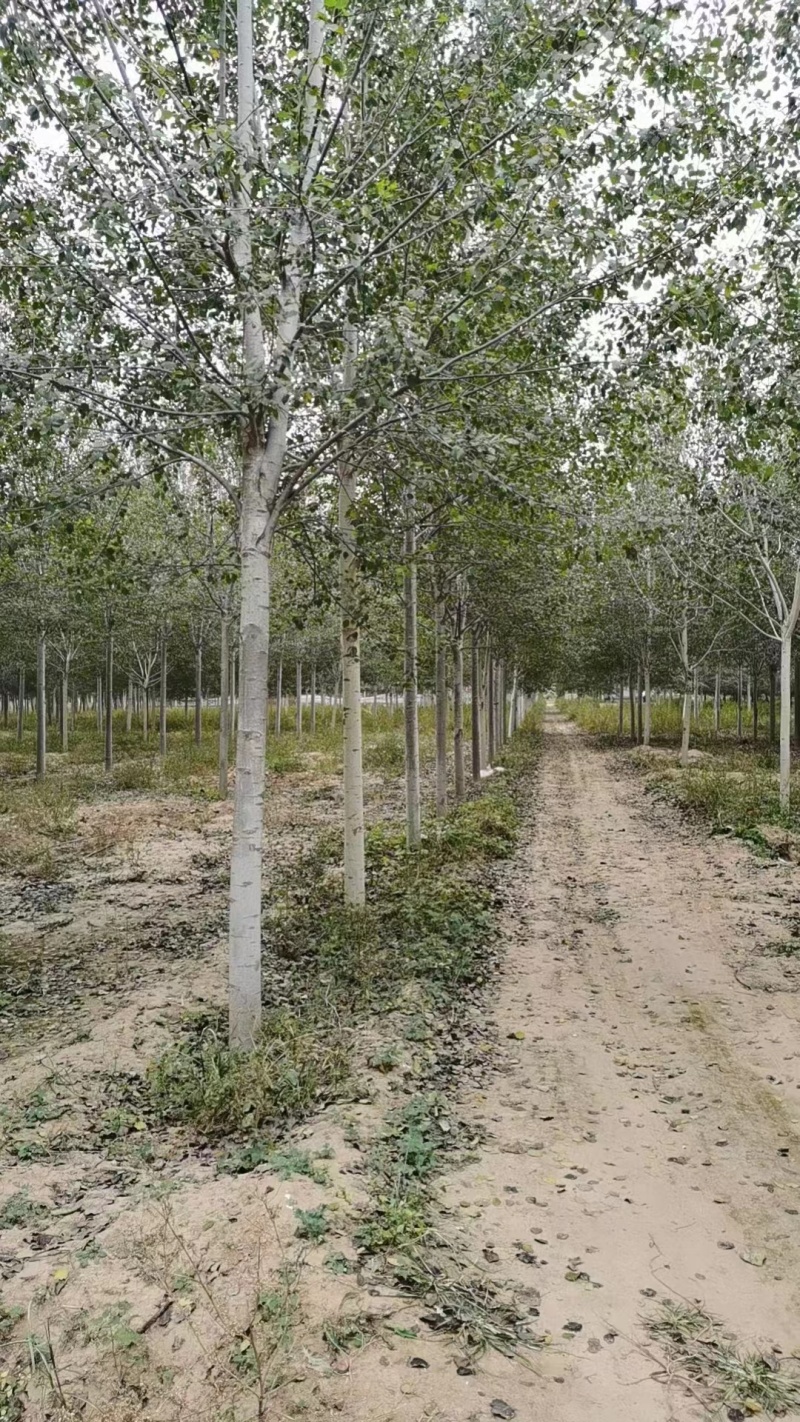 临沂沂水县毛白杨基地