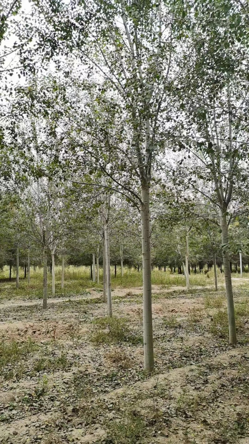 临沂沂水县毛白杨基地