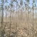 临沂沂水县毛白杨基地