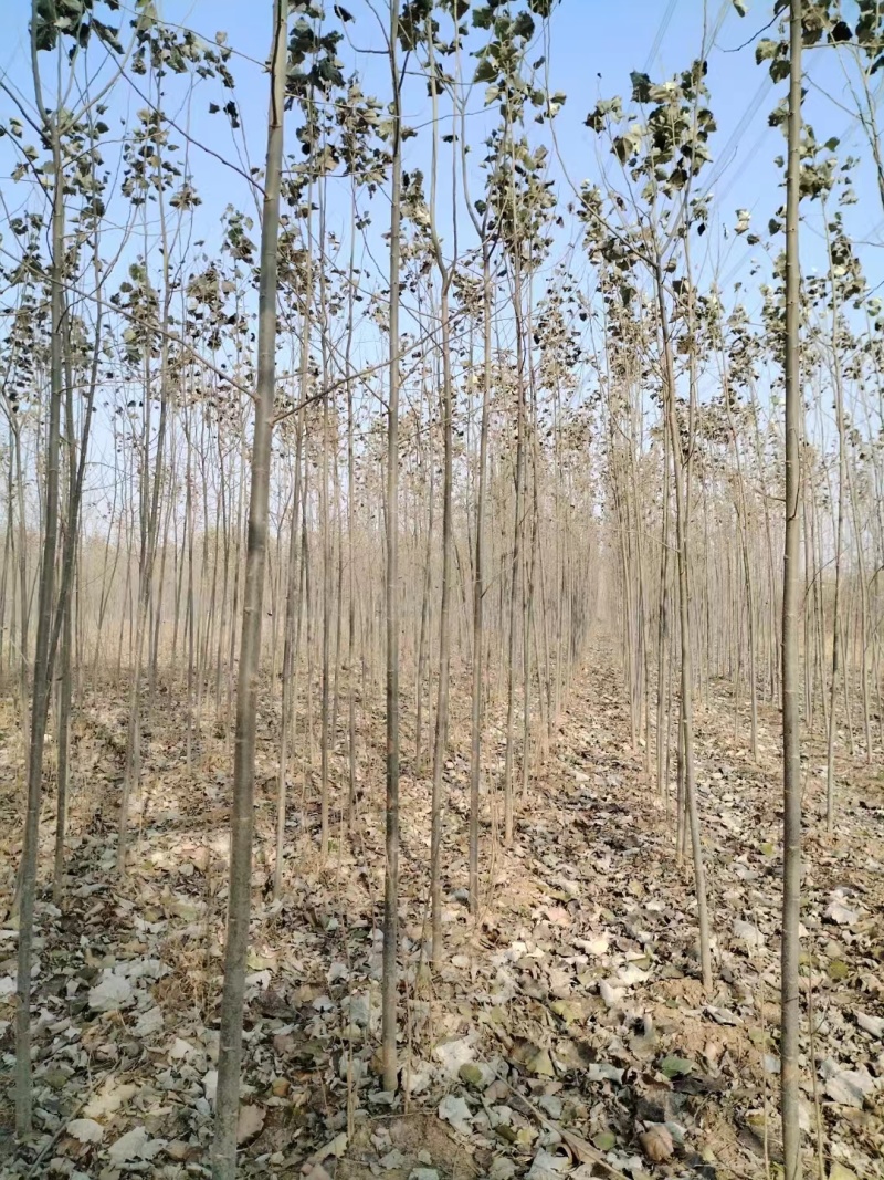 临沂沂水县毛白杨基地