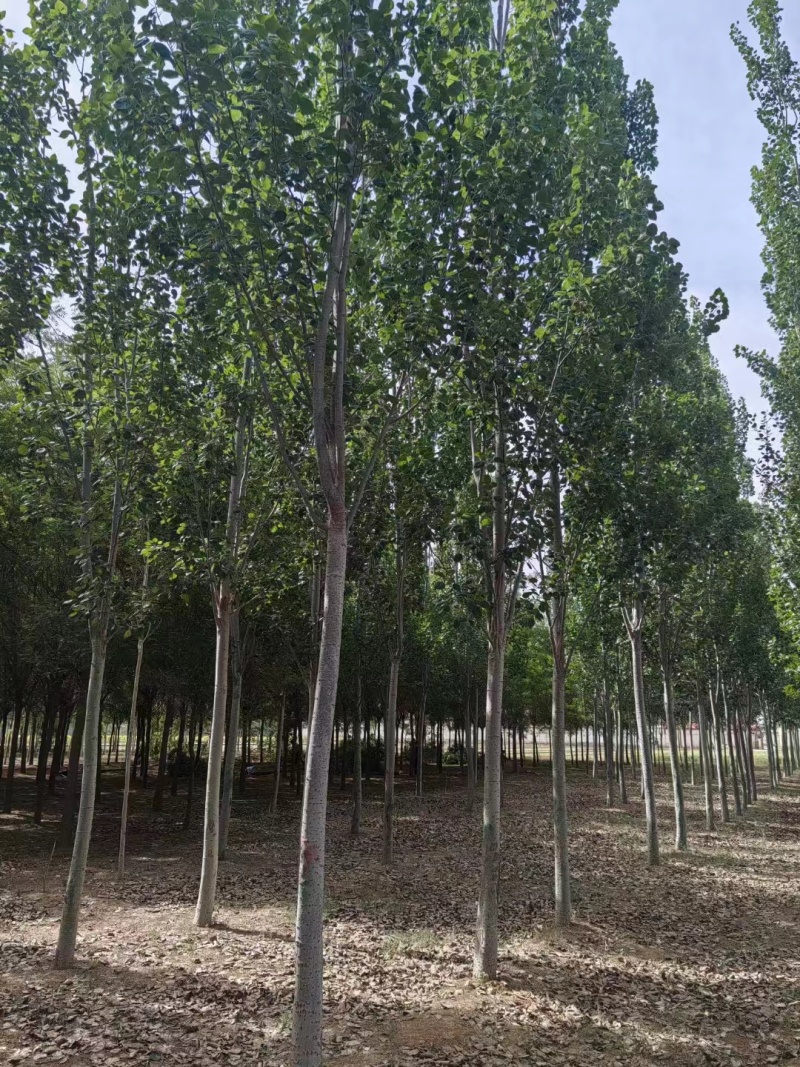 临沂沂水县毛白杨基地