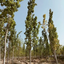 山东临沂兰陵县毛白杨基地