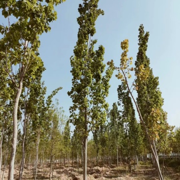 山东临沂兰陵县毛白杨基地