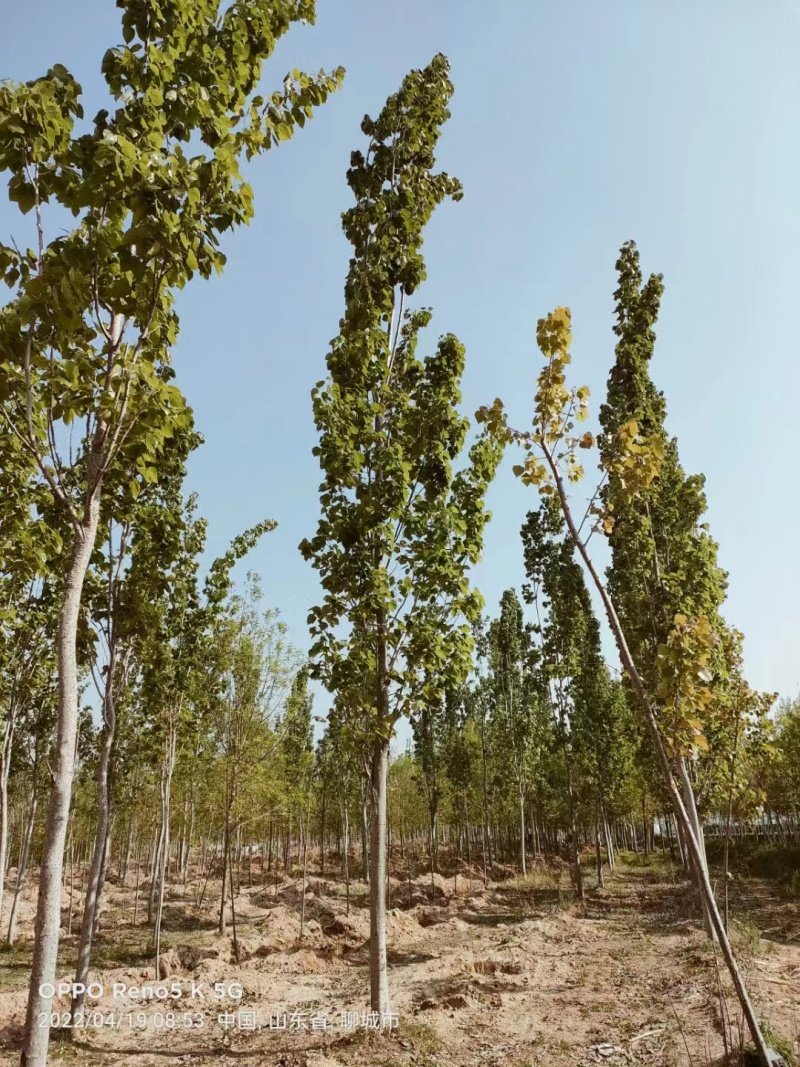 山东临沂兰陵县毛白杨基地