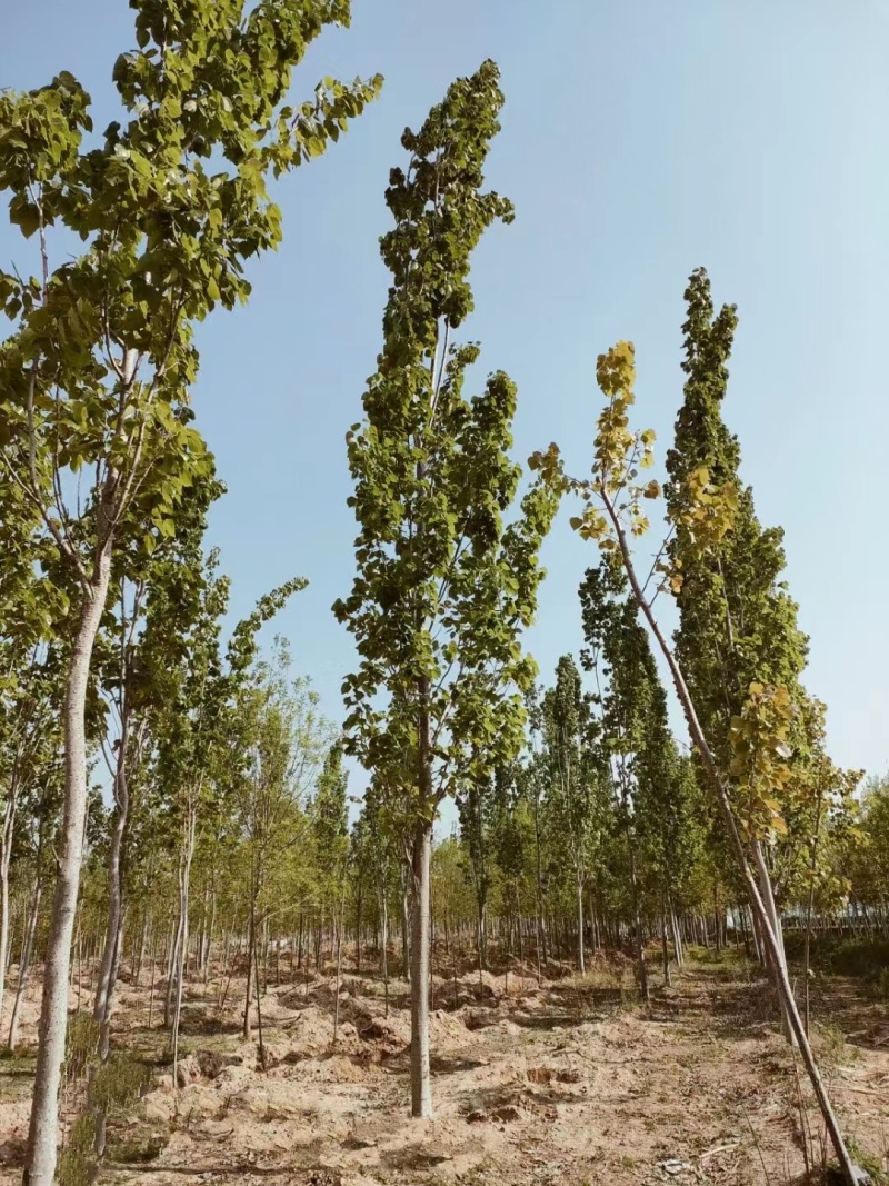 山东临沂兰陵县毛白杨基地