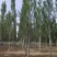 山东临沂兰陵县毛白杨基地