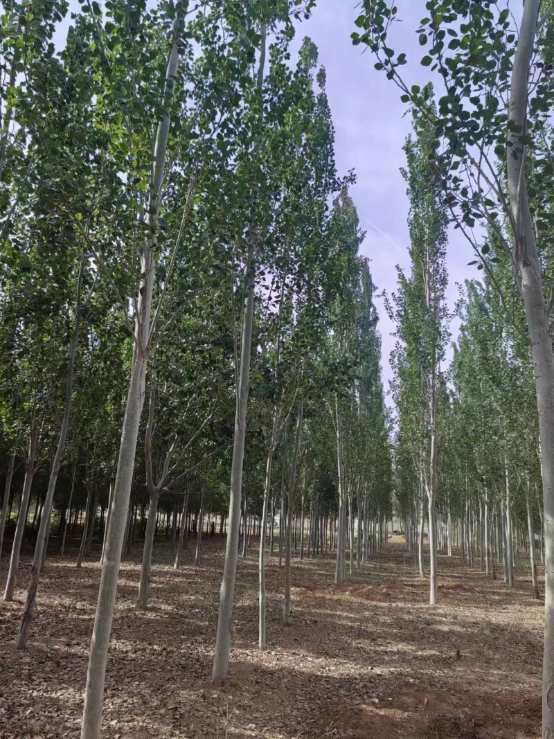山东临沂兰陵县毛白杨基地