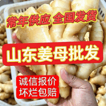 姜母产地批发【常年供应/全国发货】大/小姜母/欢迎来电