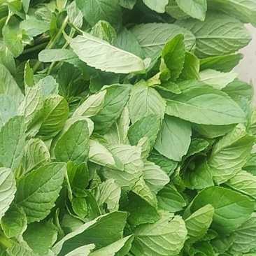 薄荷通货