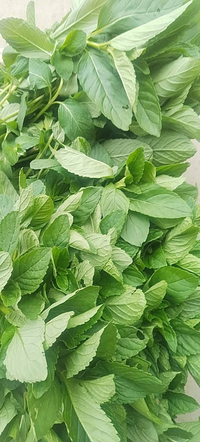 薄荷通货