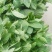 薄荷通货