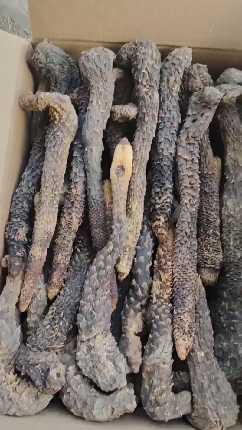 肉苁蓉3~500克药用规格