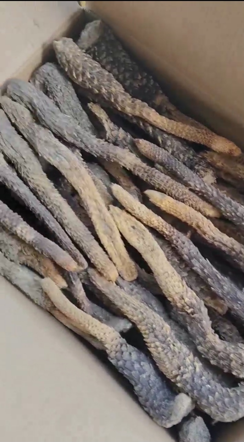 肉苁蓉3~500克药用规格