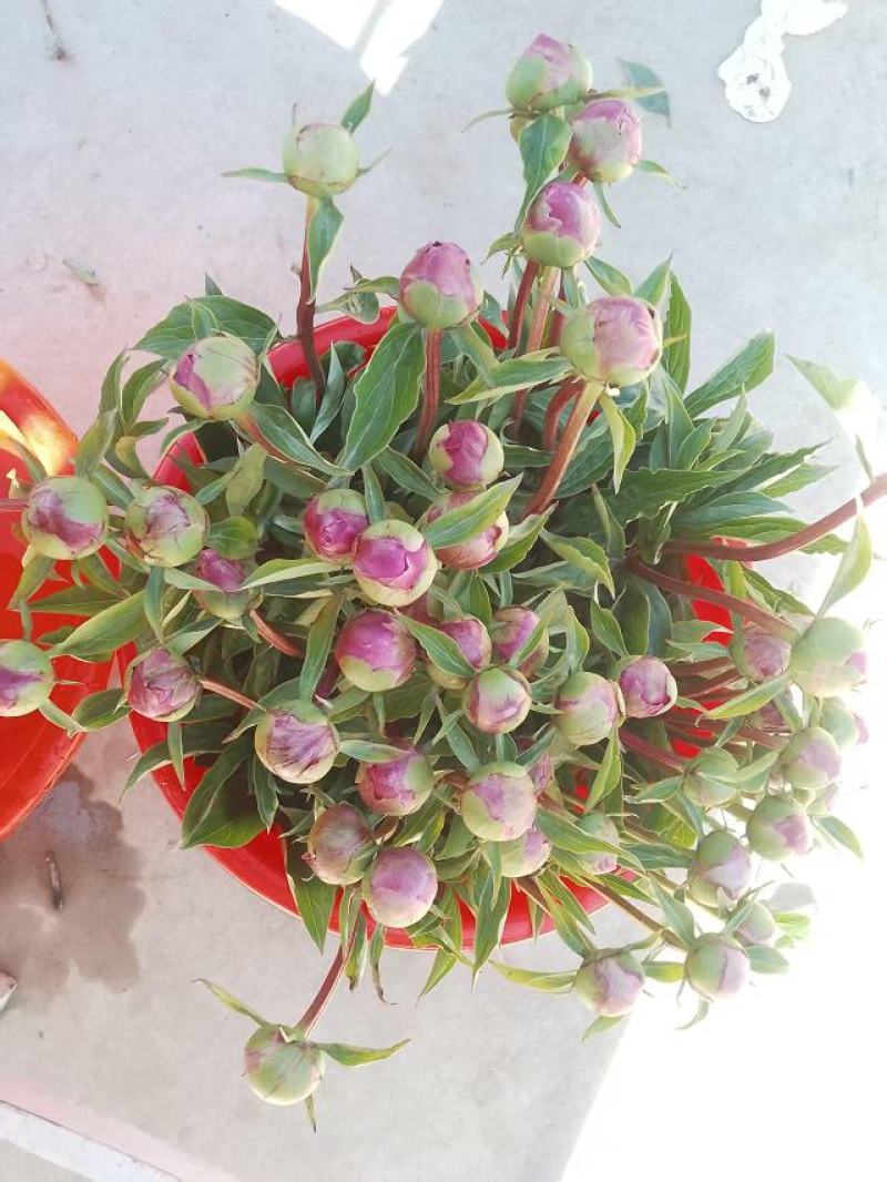 芍药鲜切花花枝40公分，花苞