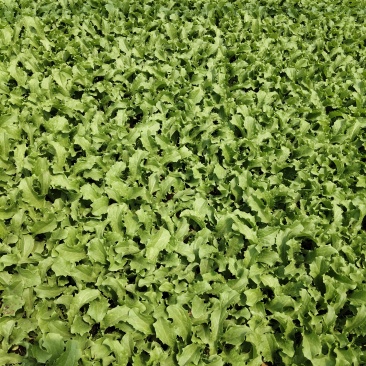 生菜苗四叶一心，6公分高；品种包括球生菜苗、罗马生菜苗、