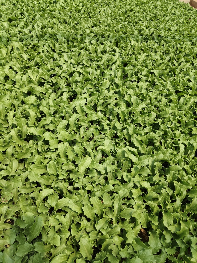 生菜苗四叶一心，6公分高；品种包括球生菜苗、罗马生菜苗、