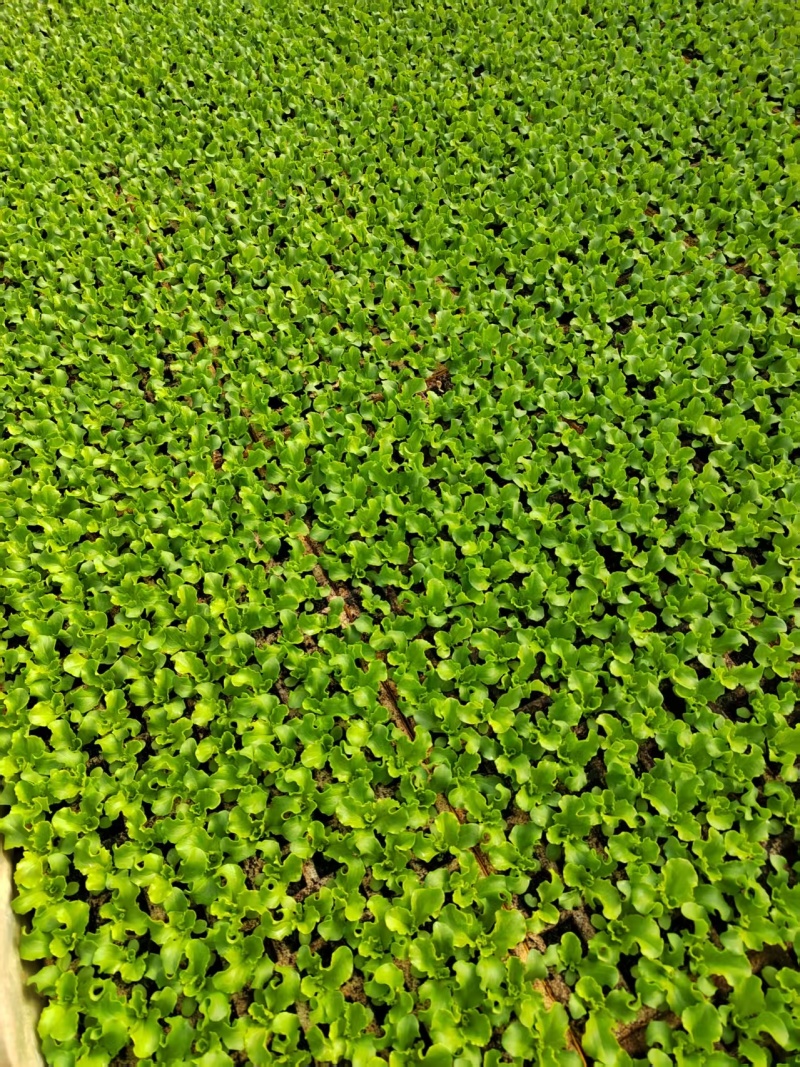 生菜苗四叶一心，6公分高；品种包括球生菜苗、罗马生菜苗、