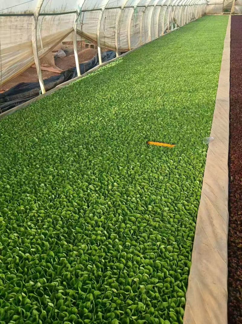 生菜苗四叶一心，6公分高；品种包括球生菜苗、罗马生菜苗、