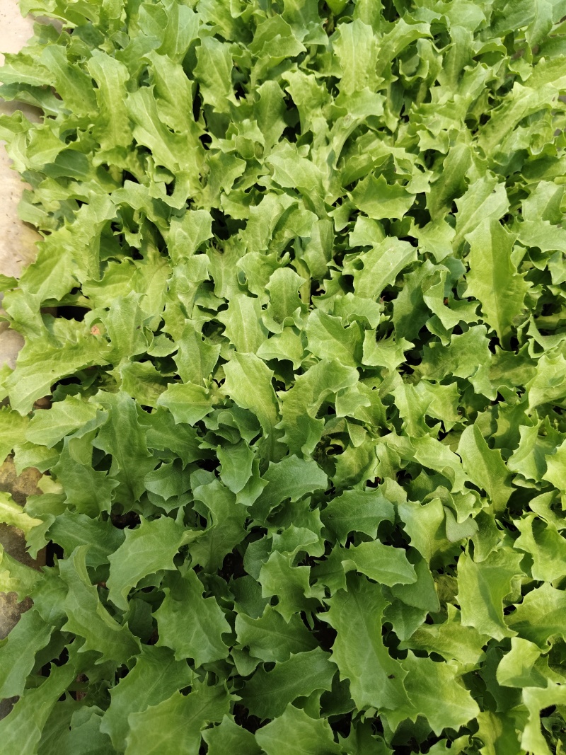 生菜苗四叶一心，6公分高；品种包括球生菜苗、罗马生菜苗、