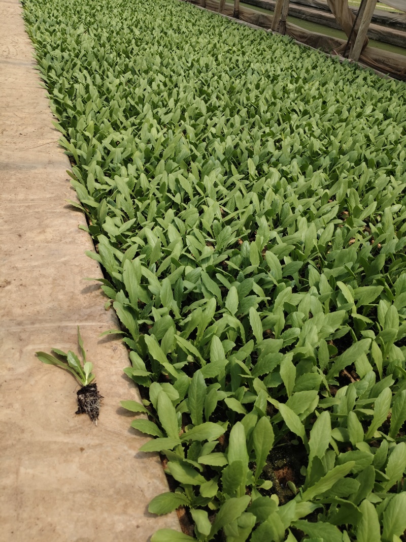 生菜苗四叶一心，6公分高；品种包括球生菜苗、罗马生菜苗、