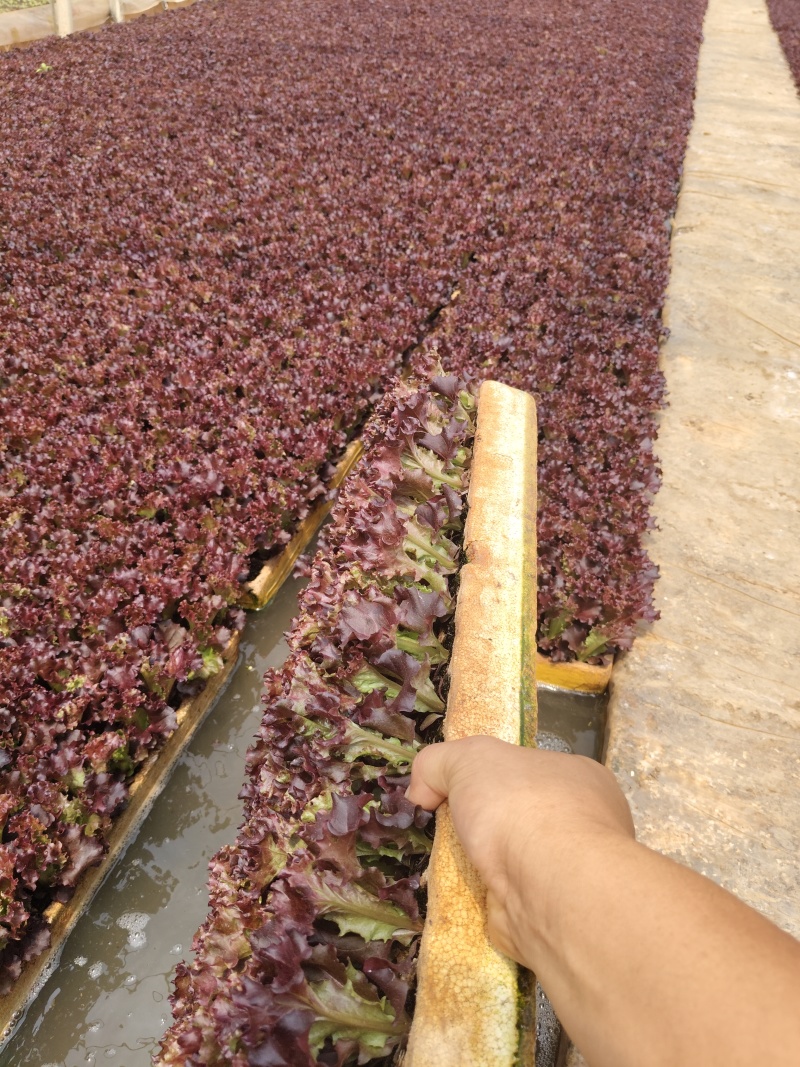 生菜苗四叶一心，6公分高；品种包括球生菜苗、罗马生菜苗、