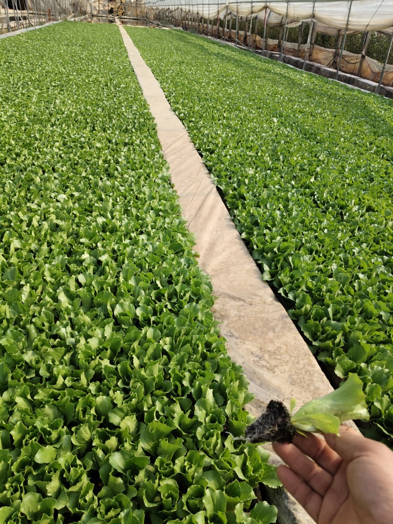 生菜苗四叶一心，6公分高；品种包括球生菜苗、罗马生菜苗、