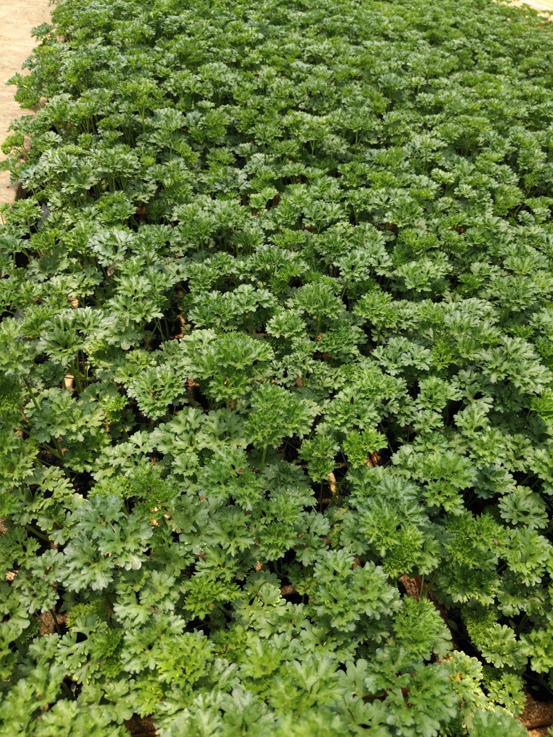 生菜苗四叶一心，6公分高；品种包括球生菜苗、罗马生菜苗、