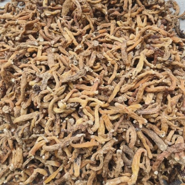 黄精大黄精