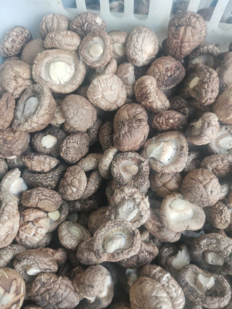 808香菇鲜香菇：3.8-5公分精选中菇4.2元/斤，5