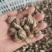 808香菇鲜香菇：3.8-5公分精选中菇4.2元/斤，5